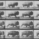 Image for article titled How the Railroad Wiped Out Passenger Pigeons (and Nearly Bison, Too)